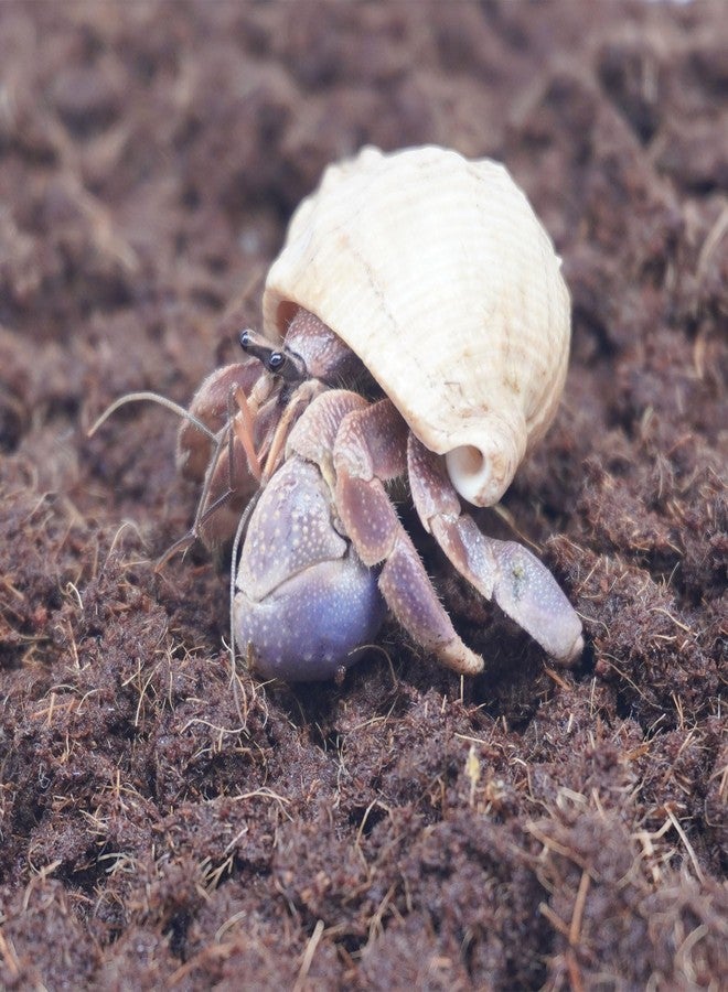 Begeterday 15oz Coco Coir Brick for Hermit Crab, Great Coconut Fiber for Sand Blends, Hermit Crab Accessories - Image 4